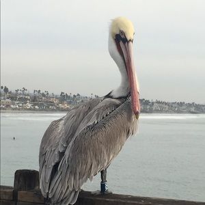 Meet your Posher, Pat